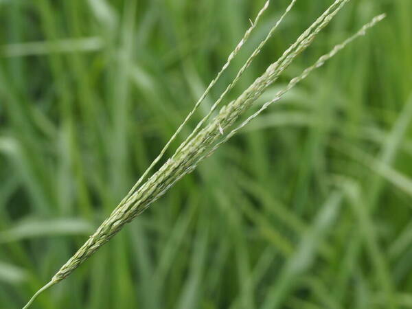 Digitaria setigera Inflorescence