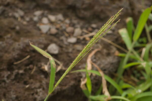 Digitaria setigera Inflorescence