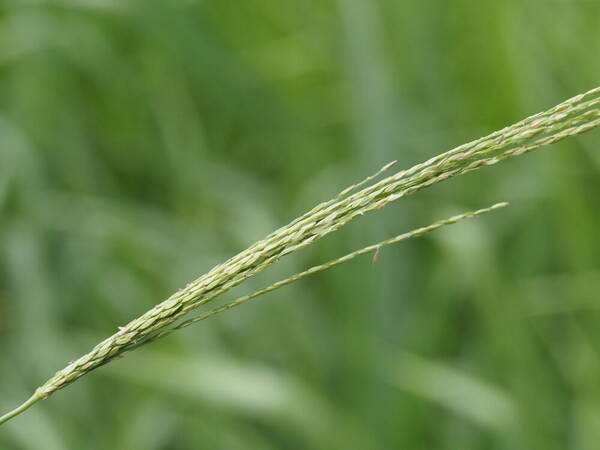 Digitaria setigera Inflorescence