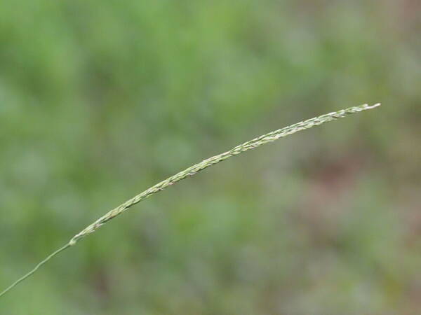 Digitaria setigera Inflorescence