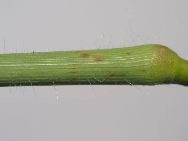 Digitaria setigera Node