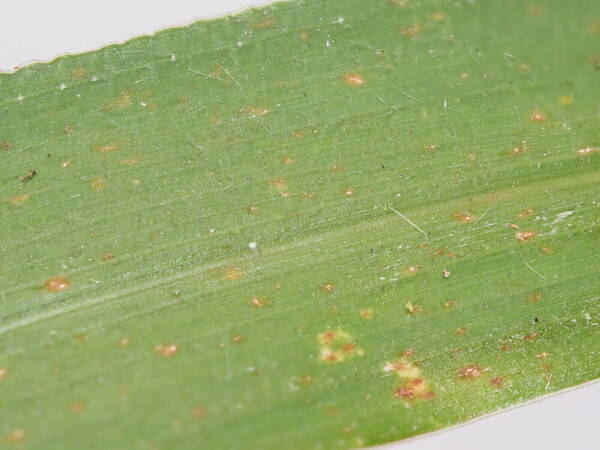 Digitaria setigera Plant