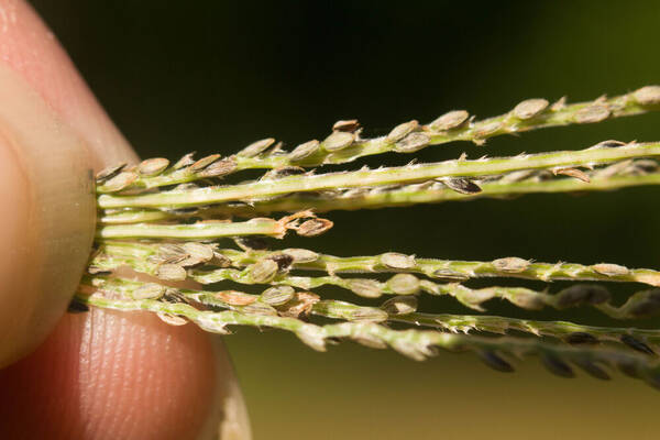 Digitaria stricta var. stricta Spikelets