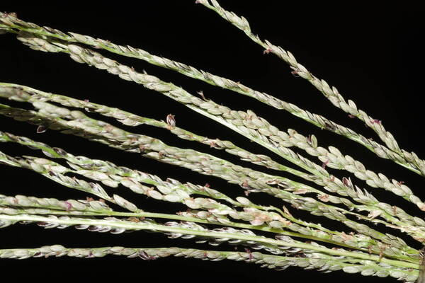 Digitaria stricta var. stricta Spikelets