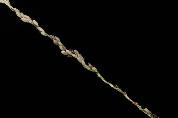 Digitaria stricta var. stricta Spikelets