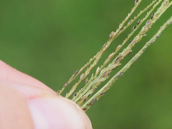 Digitaria stricta var. stricta Spikelets