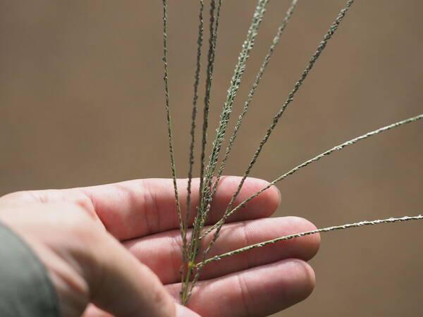 Digitaria stricta var. stricta Inflorescence