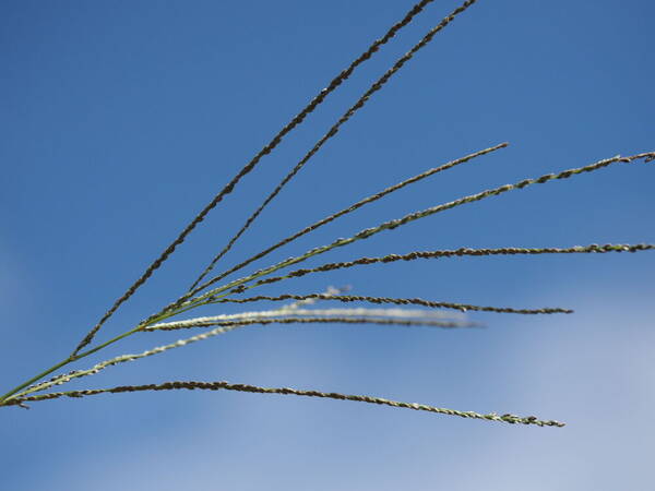 Digitaria stricta var. stricta Inflorescence