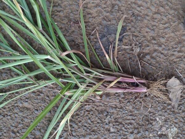 Digitaria stricta var. stricta Plant