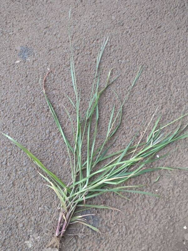 Digitaria stricta var. stricta Plant