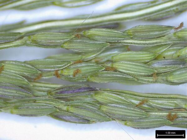 Digitaria velutina Spikelets