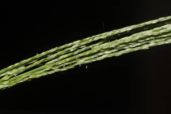 Digitaria velutina Spikelets