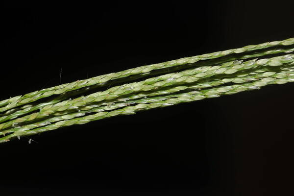 Digitaria velutina Spikelets