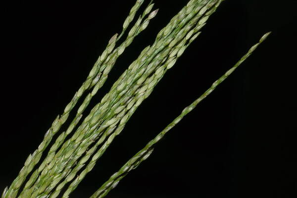 Digitaria velutina Spikelets