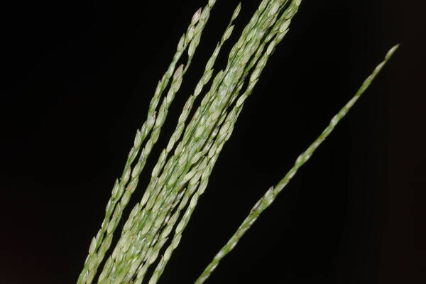 Digitaria velutina Spikelets