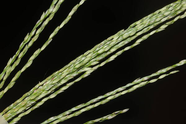 Digitaria velutina Spikelets