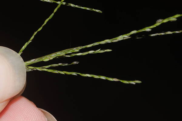 Digitaria velutina Spikelets