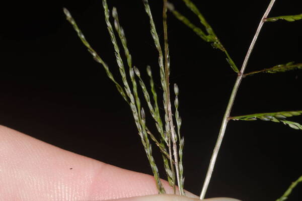 Digitaria velutina Spikelets