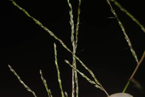 Digitaria velutina Spikelets