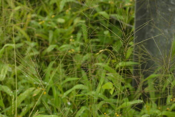 Digitaria velutina Habit