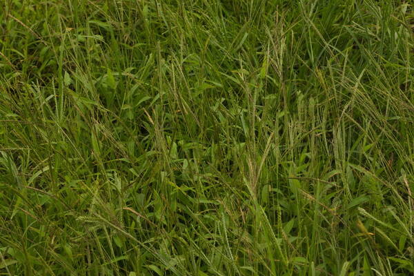 Digitaria velutina Habit