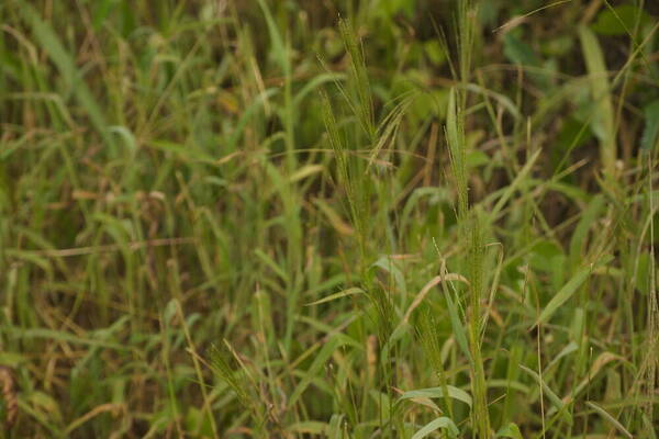 Digitaria velutina Habit