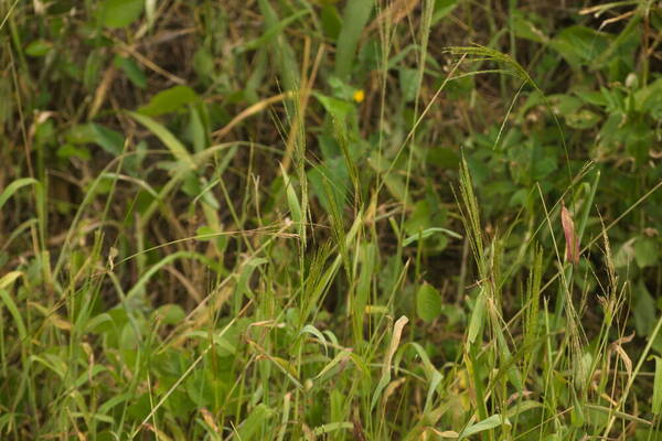 Digitaria velutina Habit