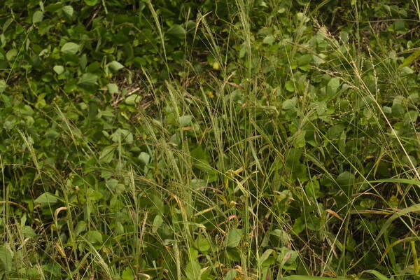 Digitaria velutina Habit