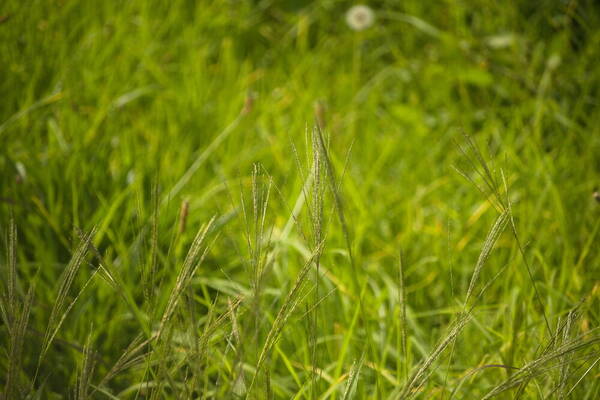 Digitaria velutina Habit