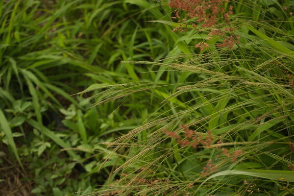 Digitaria velutina Habit