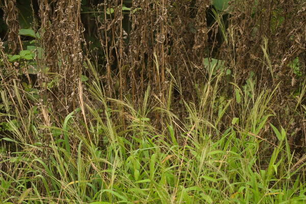 Digitaria velutina Habit