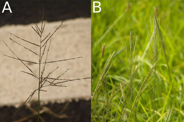 Digitaria velutina Inflorescence