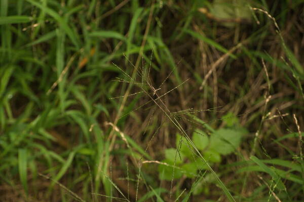 Digitaria velutina Inflorescence