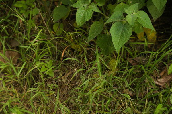 Digitaria velutina Inflorescence