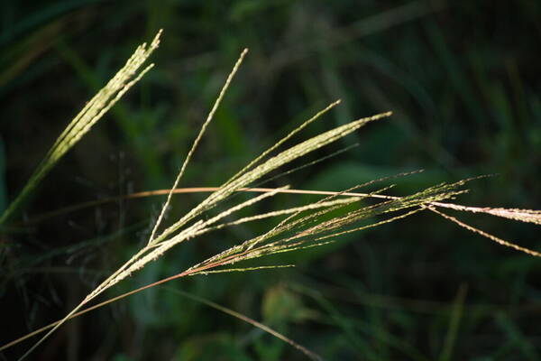 Digitaria velutina Inflorescence