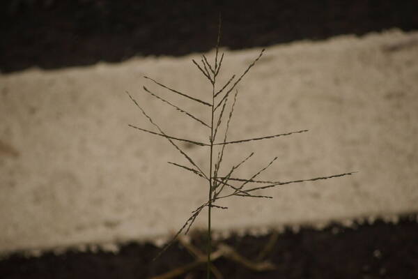 Digitaria velutina Inflorescence