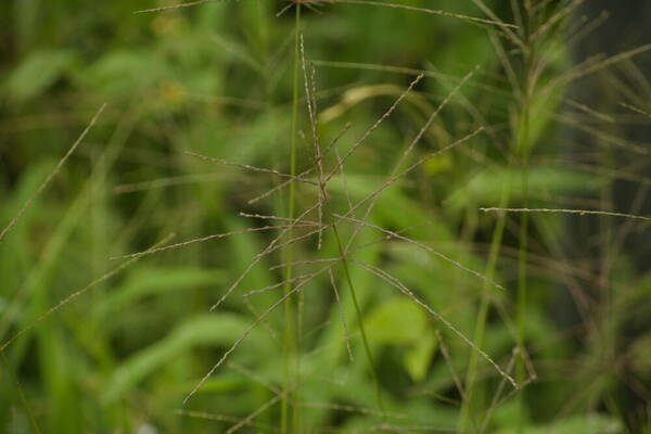 Digitaria velutina Inflorescence