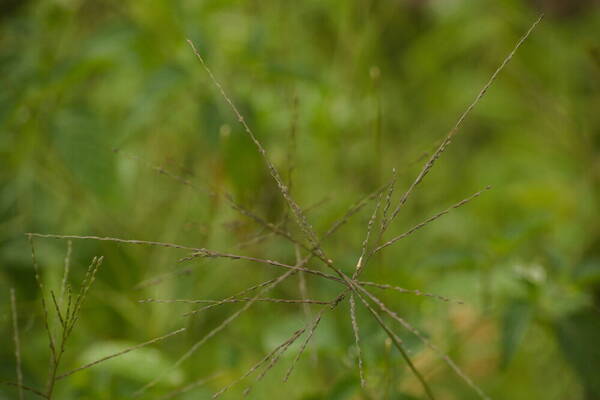 Digitaria velutina Inflorescence