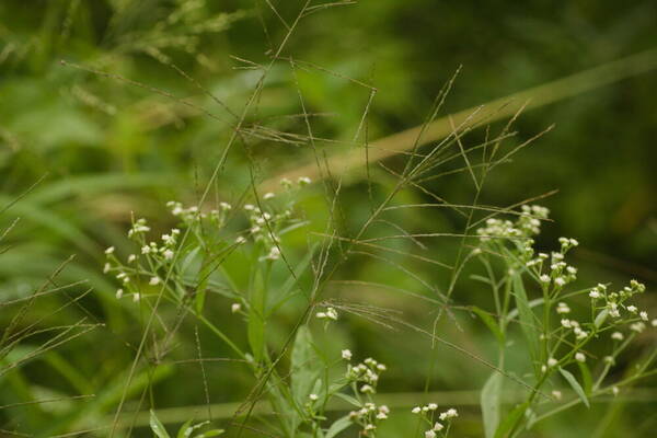 Digitaria velutina Inflorescence