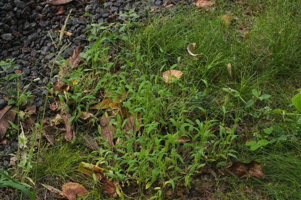 Digitaria velutina Plant