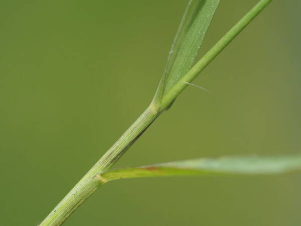 Digitaria violascens Collar