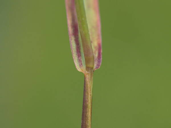 Digitaria violascens Collar