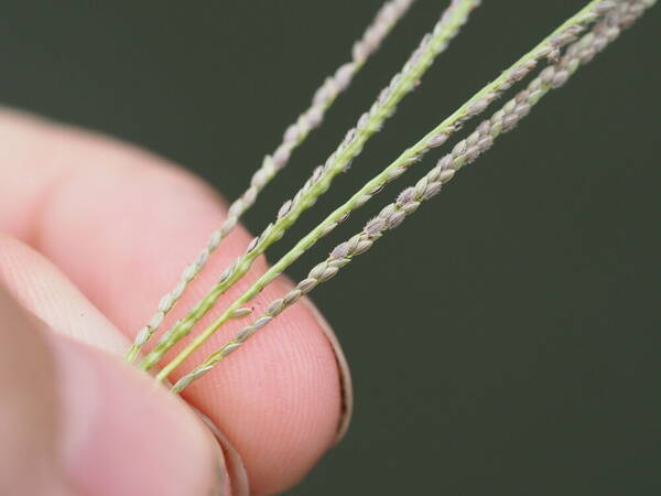 Digitaria violascens Spikelets