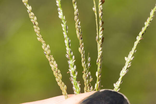 Digitaria violascens Spikelets