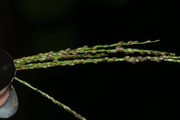 Digitaria violascens Spikelets