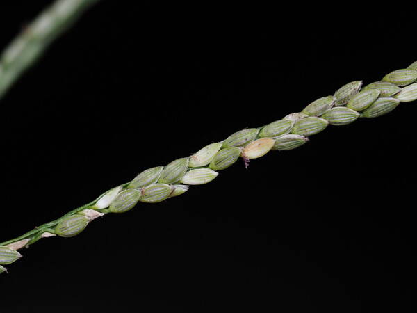 Digitaria violascens Spikelets