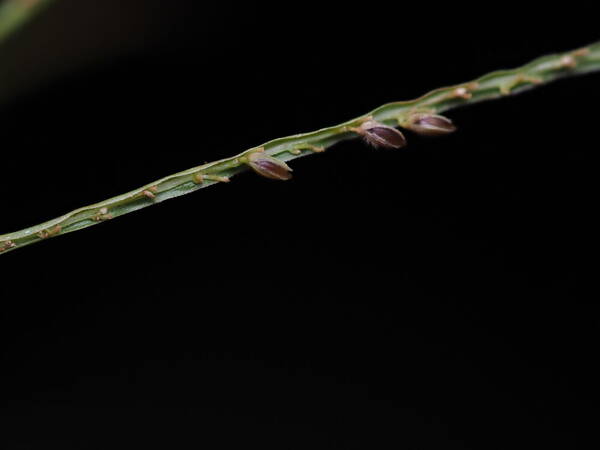 Digitaria violascens Spikelets