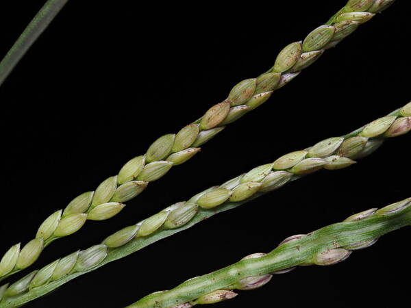 Digitaria violascens Spikelets