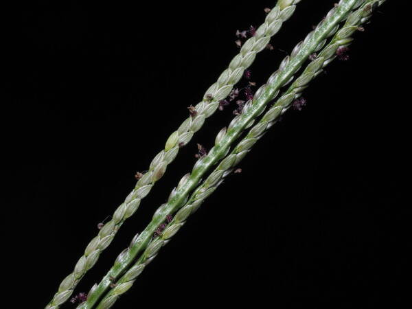 Digitaria violascens Spikelets