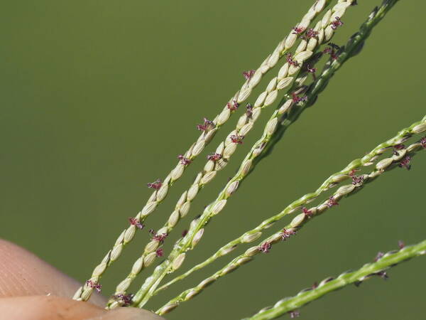 Digitaria violascens Spikelets